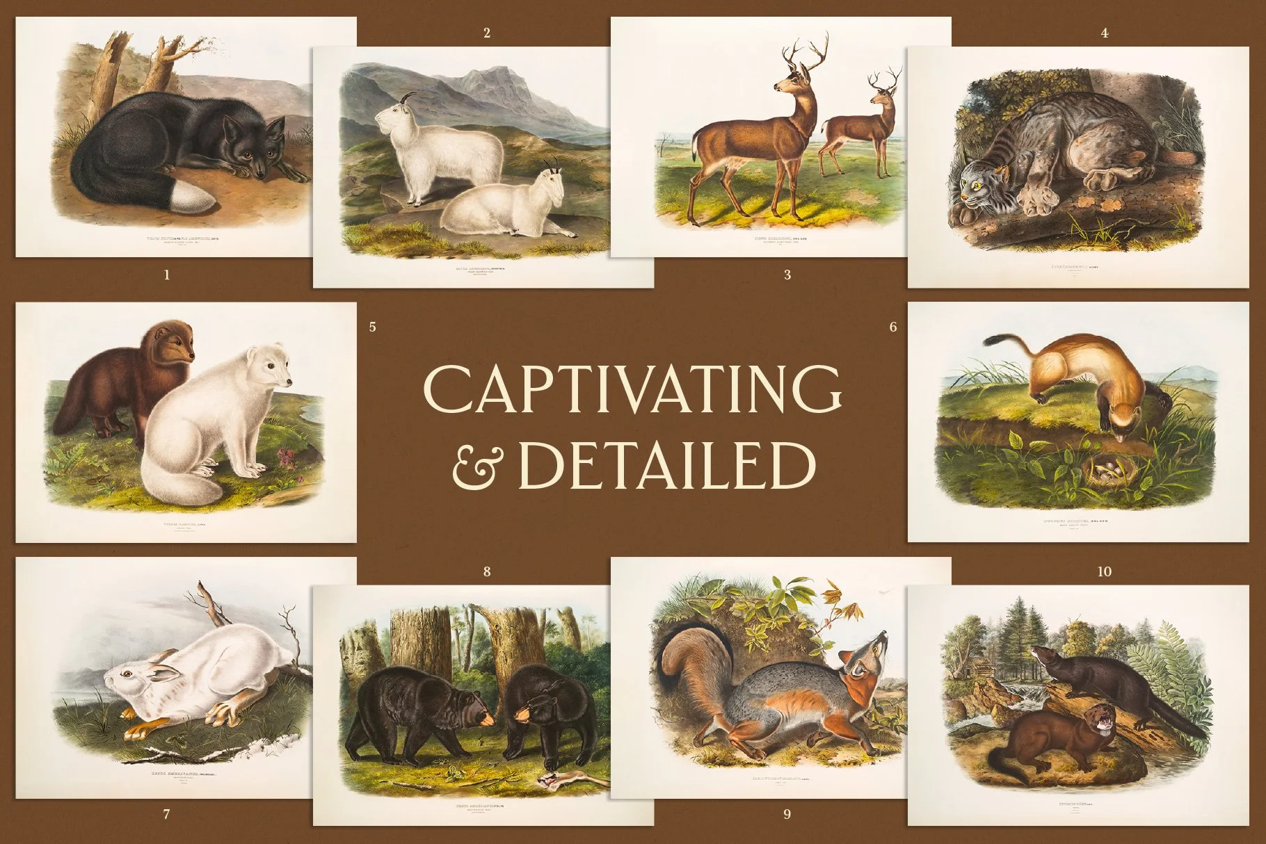 25 Vintage Mammal Prints — The Object Atlas